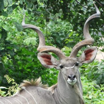 greather mannetjes kudu
