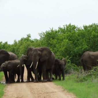 groepje olifanten midden op de weg in Ruaha