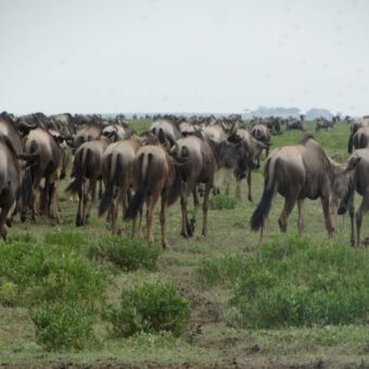 grote groep gnoes die grazen in Ndutu