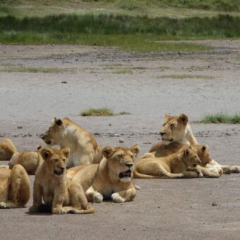 grote groep leeuwen met welpjes