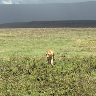 mannetje leeuw lopend in de ngorongoro krater