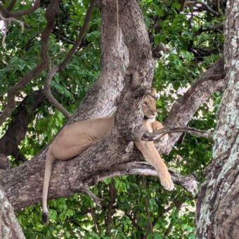 mannetjes leeuw liggend op een dikke tak