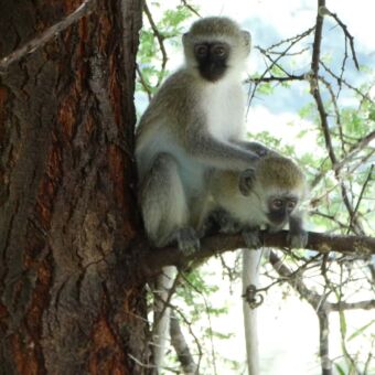 twee velvet monkeys op een tak