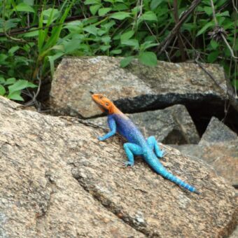 veelkleurige hagedis op steen