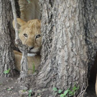 welpje die tussen de bomen door gluurt