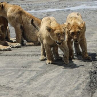 welpjes met daarachter de moerders