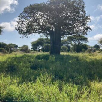 Baobab in tarangire tanzania