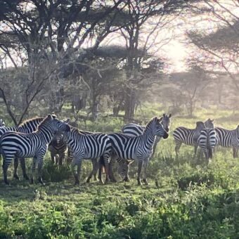 Kudde met zebra's staand in de schaduw