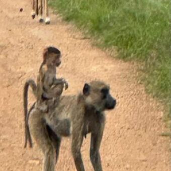 Baboon met kleintje op de rug Mikumi