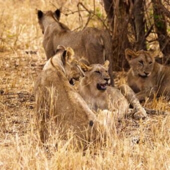Groepje leeuwinnen met een welpje liggend in het dorre gras