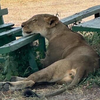 Leeuwin die met het hoofd op een bankje ligt