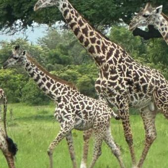 groepje giraffes in Mikumi