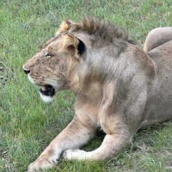 jong mannetje leeuw in Mikumi