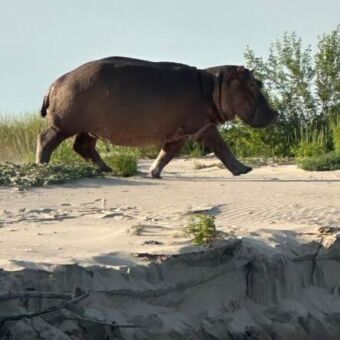 nijlpaard die op de kant van de rivier loopt