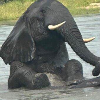 Olifant die baddert in het water
