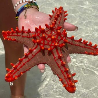 rode zeester op het strand van Zanzibar