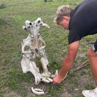 schedel van een nijplaard met daarbij een toerist