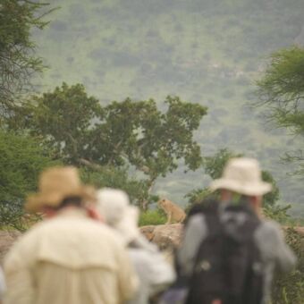reizigers zien een leeuw op een steen tijdens hun wandelsafari