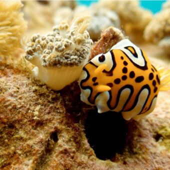 geel gekleurde vis in de de buurt van Pemba