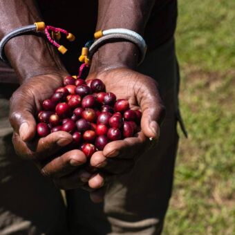 Twee handen met daarin koffiebonen