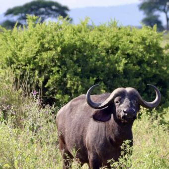 Buffel die je recht aankijkt in een national park