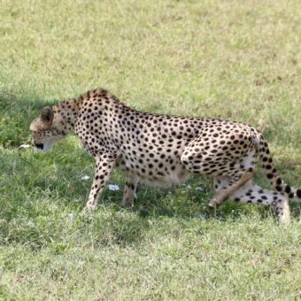 Cheeta in het hoge groen gras van de serengeti