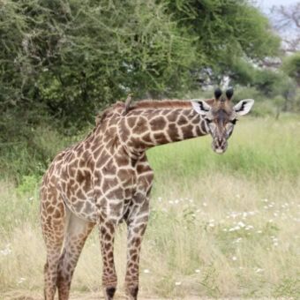 Giraf met gebogen nek en een bea eater