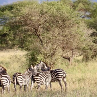 Groepje van zebra's die op de vlaktes van de Serengeti staan