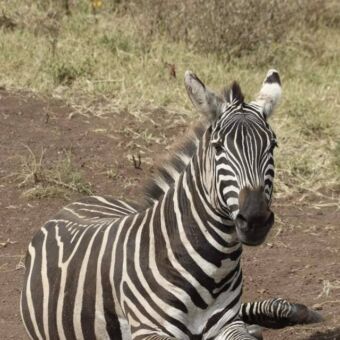 Zebra liggen in het gras je aankijkend