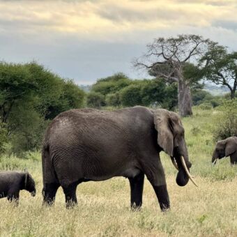 Olifanten die lopen met een kleintje er tussen