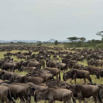 Grote groep gnoes tijdens de grote trek Tanzania