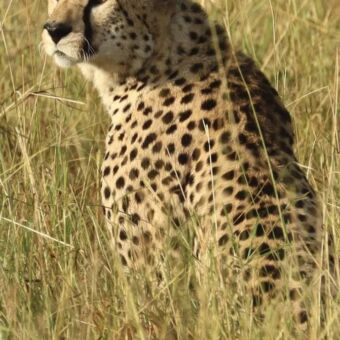 Een jachtluipaard (cheeta) zit in het droge gras van de Serengeti en kijkt over zijn schouder naar achteren.