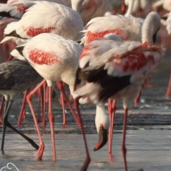 Een groep flamingo's in het water van Lake Natron, foeragerend met hun koppen naar beneden.