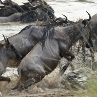 Een groep gnoes die uit het water van de Mara rivier komt na een oversteek, met water opspattend om hen heen.