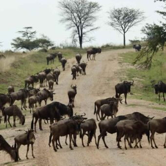Een grote groep gnoes die verspreid over een onverharde weg loopt in de Serengeti, met bomen op de achtergrond.