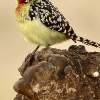 Een Rood-gele baardvogel (Red-and-yellow Barbet) met een rode kop, gele buik en gele en zwarte stippen op de rug, zittend op een stronk.