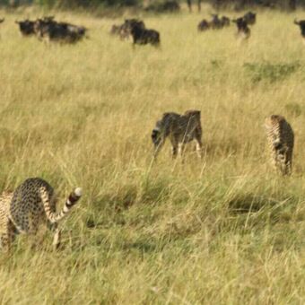 Drie jachtluipaarden (cheeta's) in het hoge gras van de savanne, met een groep gnoes die zich op de achtergrond bevindt.