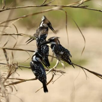 Een groepje bonte ijsvogels (pied kingfishers) met zwart-witte veren, zittend op dunne grassprieten.