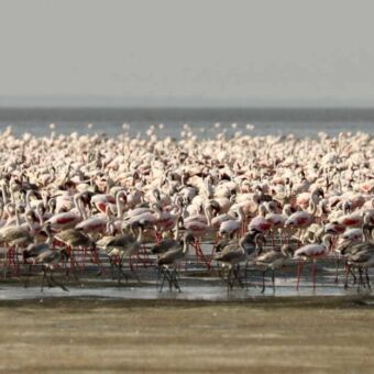 Een grote, dicht op elkaar staande groep roze flamingo's in het water van Lake Natron, met jongere vogels op de voorgrond.
