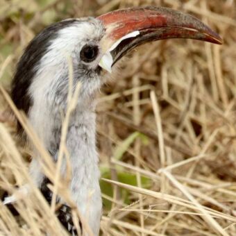 Een neushoornvogel (hornbill) met een opvallende, grote gele snavel, staand in het hoge gras.