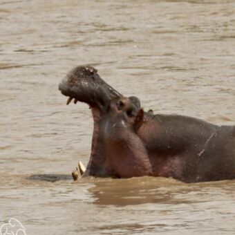 Een nijlpaard in het water met zijn bek volledig open, wat zijn grote hoektanden laat zien.