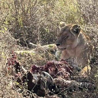Leewin die ligt bij een prooi die al bijna is opgegeten