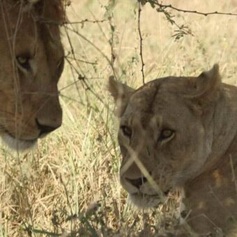 Een mannetjesleeuw en een leeuwin die dicht bij elkaar liggen in het hoge gras en elkaar aankijken.