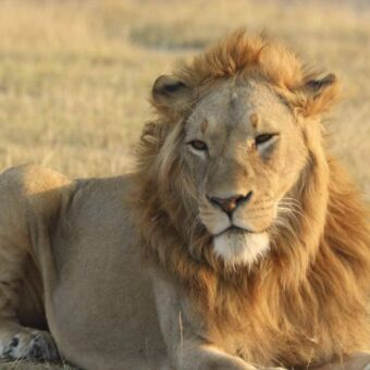 Een mannetjesleeuw met goudgele manen, rustend in het gras en kijkend naar de camera.