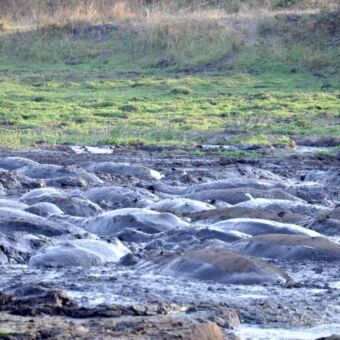 Een dichte groep nijlpaarden ligt dicht op elkaar in een modderige poel, met alleen hun ruggen boven het wateroppervlak. De poel is omringd door modder en groen gras.