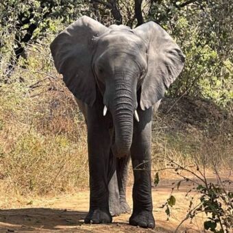 Olifant die op de weg staat en naar je toe komt