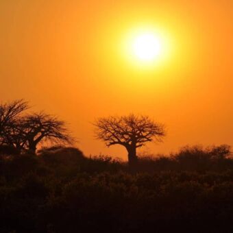 Oranje lucht met bossen en baobab bij een ondergaande zon