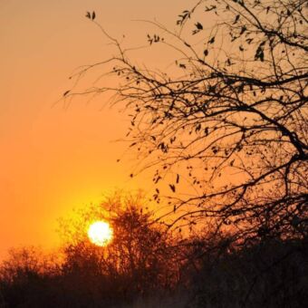 Oranje gloed van een zonsondergang tussen de bomen