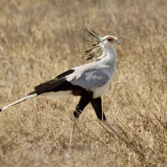 Een Secretarisvogel (Secretarybird) met een lichte, grijze kleur, zwarte dijen, en een kuif met zwarte veren, die door de droge vlaktes van de Serengeti loopt.