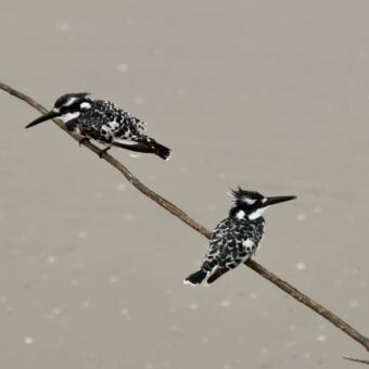 Twee Bonte ijsvogels (Pied Kingfishers) met een zwart-wit verenkleed, zittend op een tak.